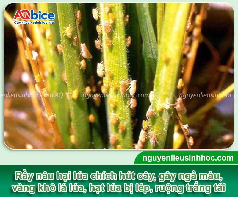 Đặc điểm rầy nâu hại lúa và Cách xử lý triệt để 3 Đặc điểm rầy nâu hại lúa và Cách xử lý triệt để