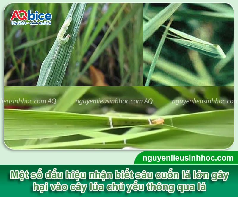 Nhận biết sâu cuốn lá lớn hại lúa và Phòng trừ tận gốc 3 Nhật biết sâu cuốn lá lớn hại lúa và Phòng trừ tận gốc