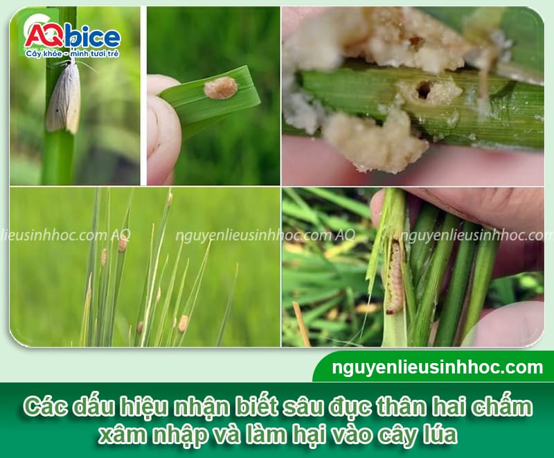 Sâu đục thân hai chấm hại lúa: Đặc điểm và Cách phòng trừ 3 Sâu đục thân hai chấm hại lúa: Đặc điểm và Cách phòng trừ
