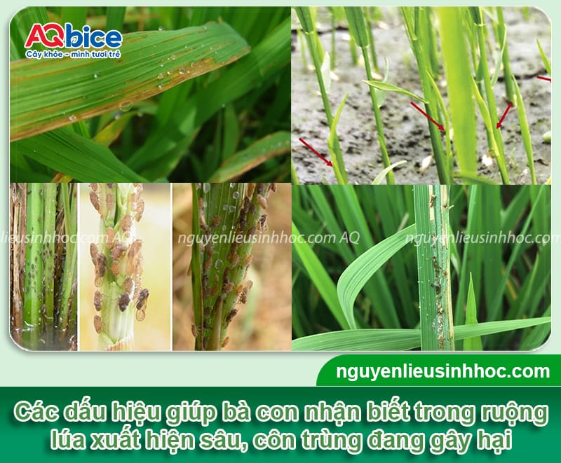 Tổng hợp các loại sâu bệnh hại lúa và Cách phòng trừ 6 Tổng hợp các loại sâu bệnh hại lúa và Cách phòng trừ