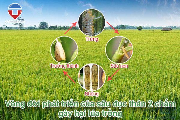 Sâu đục thân hai chấm hại lúa biện pháp phòng trừ hiệu quả