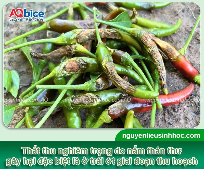 Bệnh thán thư trên ớt và Cách phòng trị dứt điểm 3 Bệnh thán thư trên ớt và Cách phòng trị dứt điểm