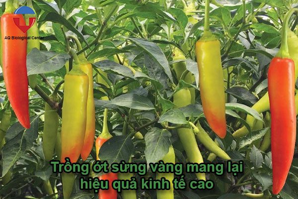 Kỹ thuật trồng ớt sừng vàng siêu đậu trái, đơn giản, dễ làm