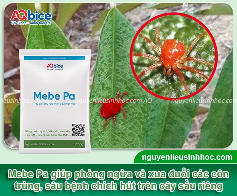 Chăm sóc sầu riêng giai đoạn nuôi trái giúp vụ mùa bội thu 4 Chăm sóc sầu riêng giai đoạn nuôi trái giúp vụ mùa bội thu