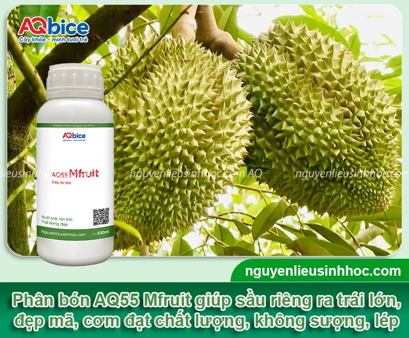Chăm sóc sầu riêng giai đoạn nuôi trái giúp vụ mùa bội thu 6 Chăm sóc sầu riêng giai đoạn nuôi trái giúp vụ mùa bội thu