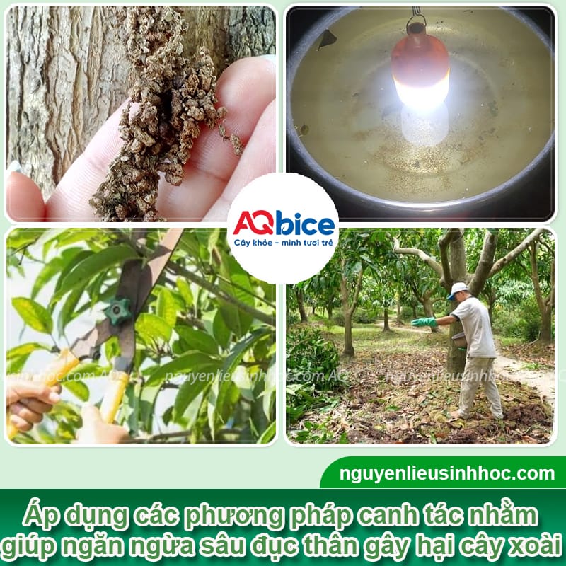 Cách trị sâu đục thân trên cây xoài dứt điểm, tiết kiệm 5 Cách trị sâu đục thân trên cây xoài dứt điểm, tiết kiệm