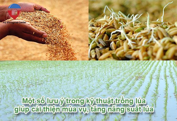 Kỹ thuật trồng lúa và cách chăm sóc giúp đạt năng suất cao