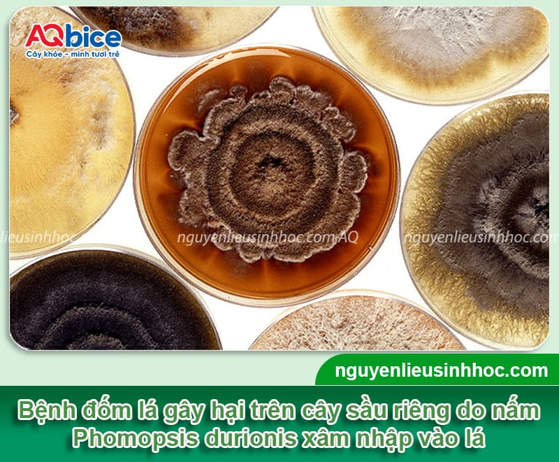 Bệnh đốm lá trên cây sầu riêng: Nguyên nhân & Cách phòng trị 2 Bệnh đốm lá trên cây sầu riêng: Nguyên nhân & Cách phòng trị