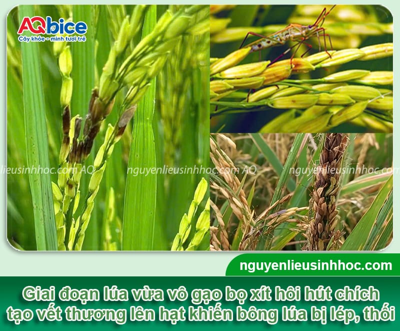 Bọ xít hôi hại lúa: Dấu hiệu ban đầu và Cách xử lý dứt điểm 3 Bọ xít hôi hại lúa: Dấu hiệu ban đầu và Cách xử lý dứt điểm