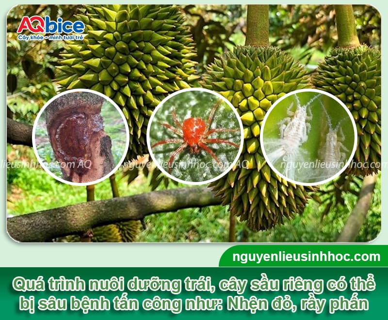 Chăm sóc sầu riêng giai đoạn nuôi trái giúp vụ mùa bội thu 3 Chăm sóc sầu riêng giai đoạn nuôi trái giúp vụ mùa bội thu