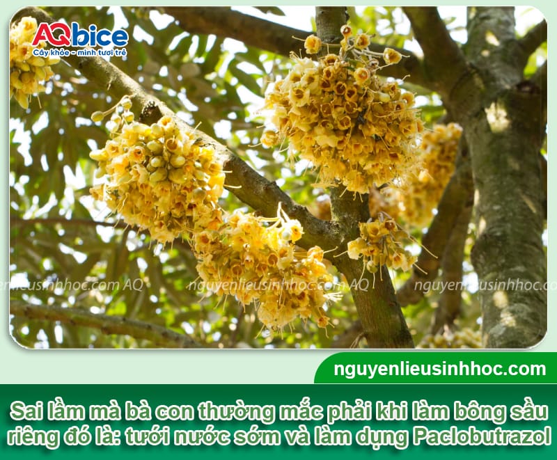 Kỹ thuật làm bông sầu riêng ra đồng loạt, trái đậu sai trĩu