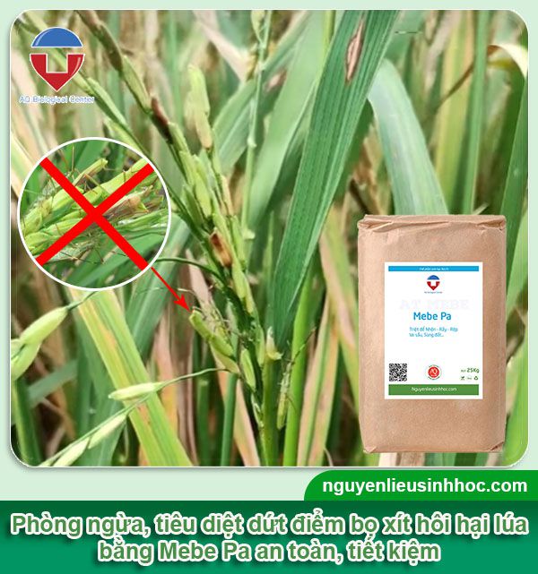 Bọ xít hôi hại lúa và cách phòng trừ hiệu quả, tiết kiệm
