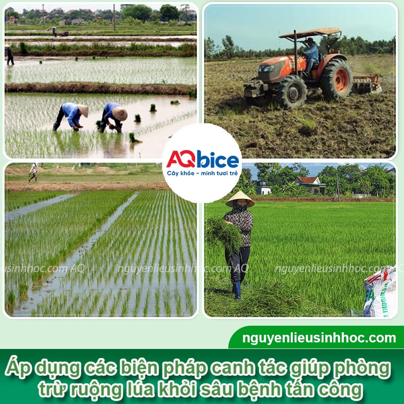Tổng hợp các loại sâu bệnh hại lúa và Cách phòng trừ 7 Tổng hợp các loại sâu bệnh hại lúa và Cách phòng trừ