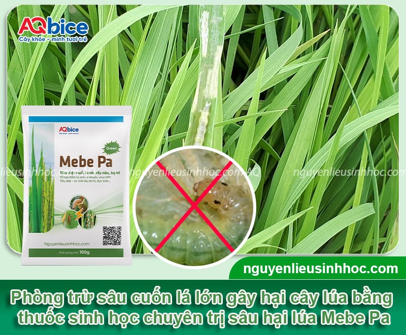 Nhận biết sâu cuốn lá lớn hại lúa và Phòng trừ tận gốc 5 Nhật biết sâu cuốn lá lớn hại lúa và Phòng trừ tận gốc