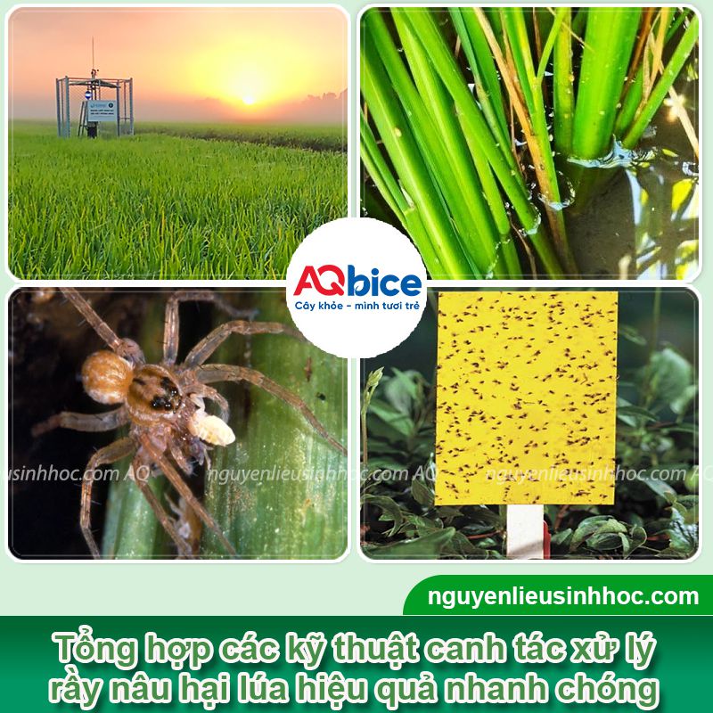 Đặc điểm rầy nâu hại lúa và Cách xử lý triệt để 4 Đặc điểm rầy nâu hại lúa và Cách xử lý triệt để