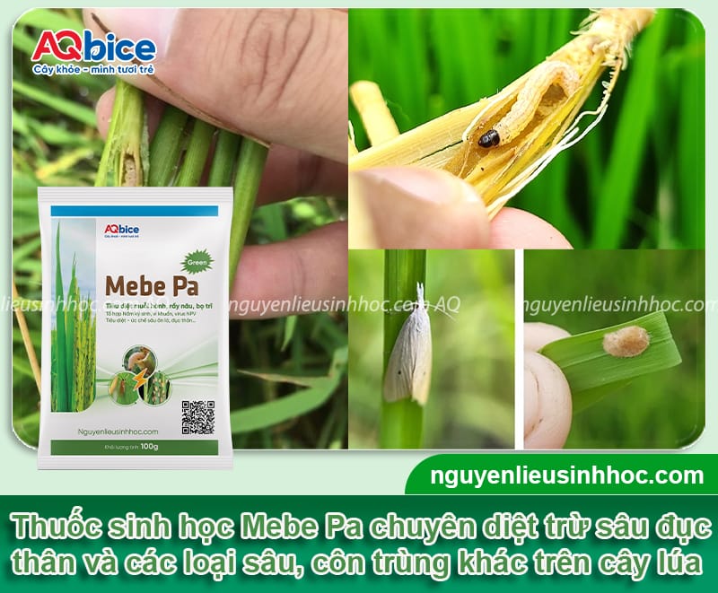 Sâu đục thân hai chấm hại lúa: Đặc điểm và Cách phòng trừ 5 Sâu đục thân hai chấm hại lúa: Đặc điểm và Cách phòng trừ