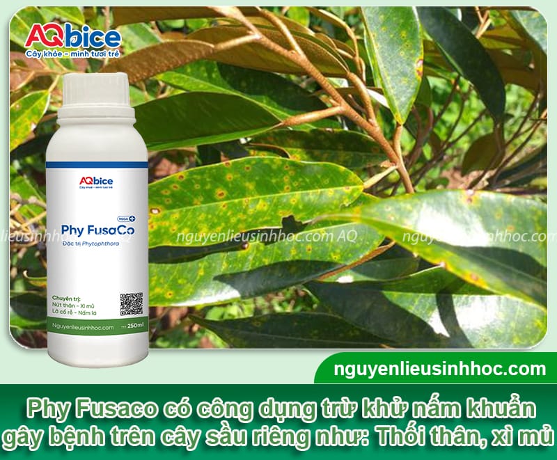 Chăm sóc sầu riêng giai đoạn nuôi trái giúp vụ mùa bội thu 5 Chăm sóc sầu riêng giai đoạn nuôi trái giúp vụ mùa bội thu