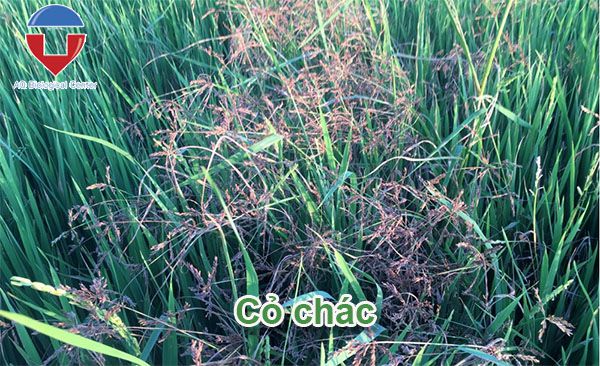 Biện pháp quản lý cỏ dại trên ruộng lúa hiệu quả, dứt điểm