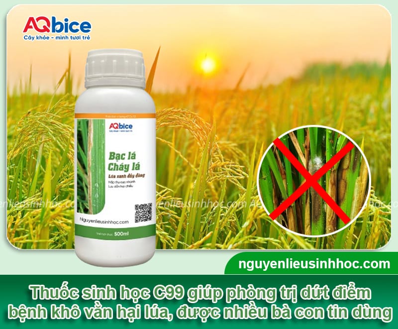 Bệnh khô vằn hại lúa có dấu hiệu gì và Cách phòng trừ 4 Bệnh khô vằn hại lúa có dấu hiệu gì và Cách phòng trừ