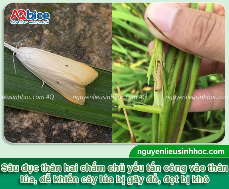 Tổng hợp các loại sâu bệnh hại lúa và Cách phòng trừ 3 Tổng hợp các loại sâu bệnh hại lúa và Cách phòng trừ