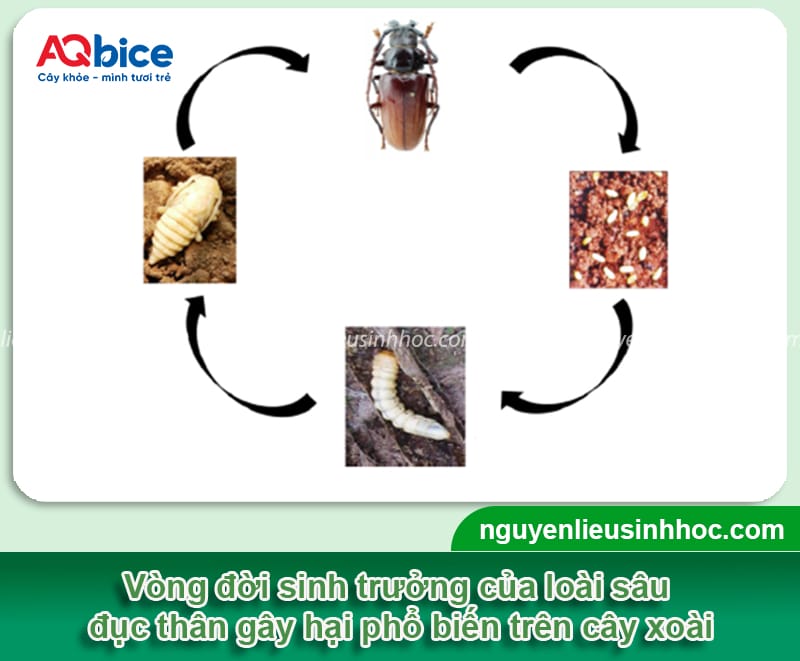 Cách trị sâu đục thân trên cây xoài dứt điểm, tiết kiệm 2 Cách trị sâu đục thân trên cây xoài dứt điểm, tiết kiệm