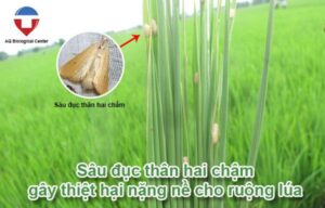 Sâu đục thân hai chấm hại lúa biện pháp phòng trừ hiệu quả