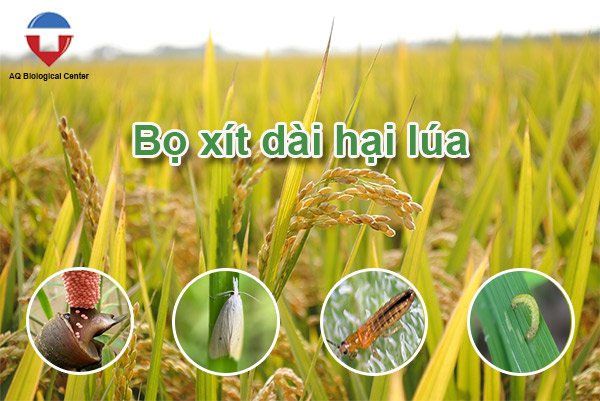 Các loại sâu bệnh hại lúa phổ biến và cách phòng trừ