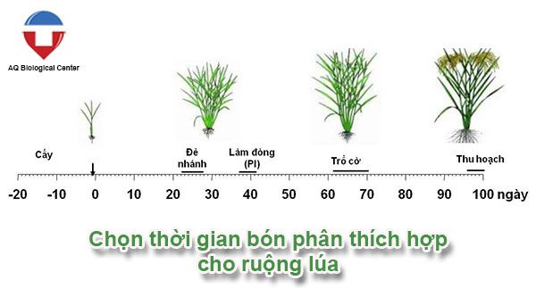 Kỹ thuật trồng lúa và cách chăm sóc giúp đạt năng suất cao