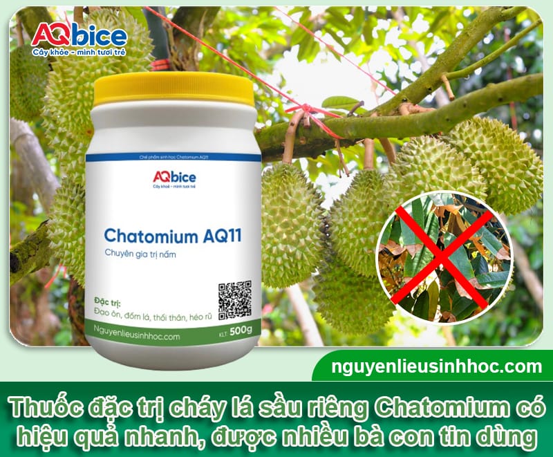 Thuốc đặc trị cháy lá trên cây sầu riêng được bà con tin dùng 4 Thuốc đặc trị cháy lá trên cây sầu riêng được bà con tin dùng