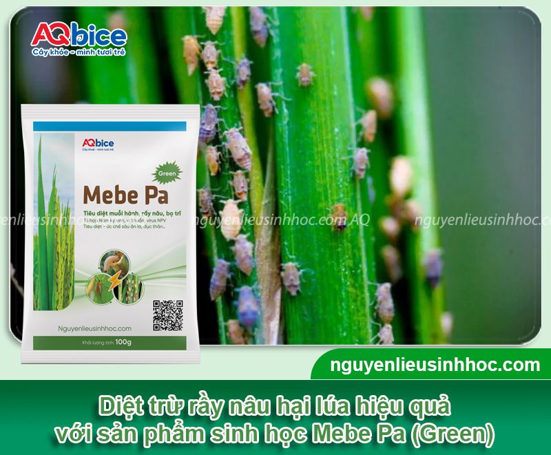 Đặc điểm rầy nâu hại lúa và Cách xử lý triệt để 5 Đặc điểm rầy nâu hại lúa và Cách xử lý triệt để