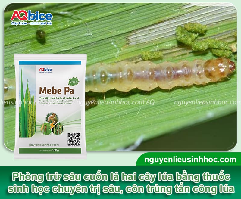 Sâu cuốn lá hại lúa và Biện pháp phòng trừ dứt điểm
