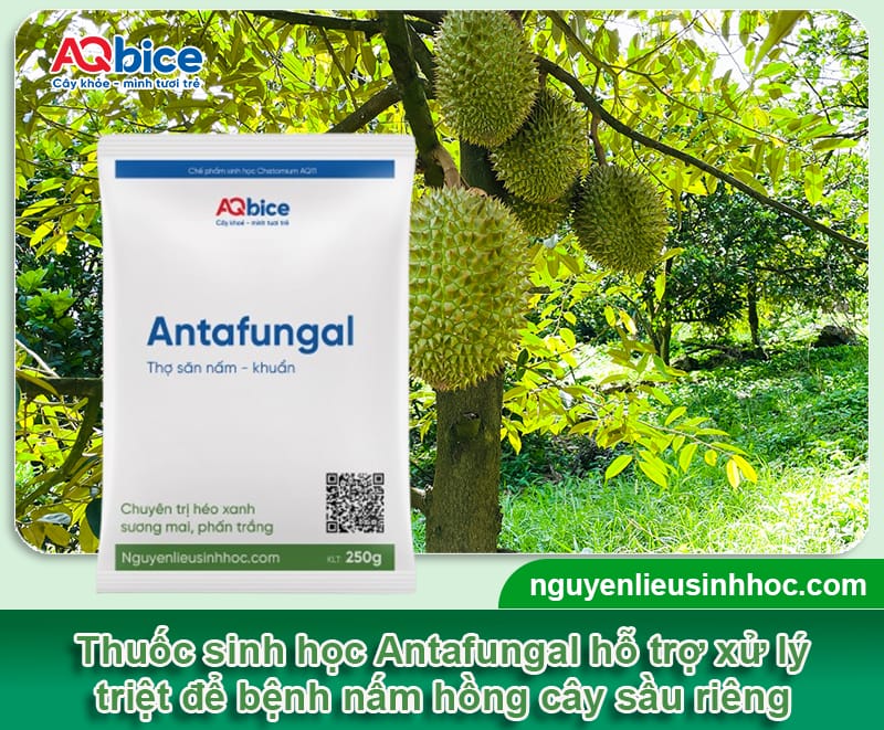 Bệnh nấm hồng cây sầu riêng và Cách phòng trừ tận gốc 4 Bệnh nấm hồng cây sầu riêng và Cách phòng trừ tận gốc