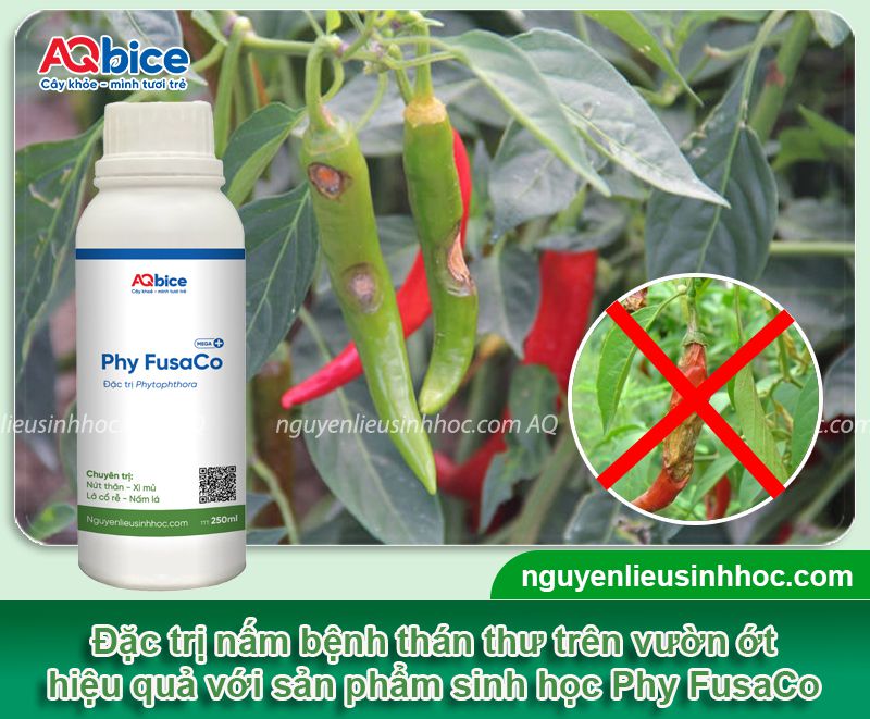 Bệnh thán thư trên ớt và Cách phòng trị dứt điểm 4 Bệnh thán thư trên ớt và Cách phòng trị dứt điểm