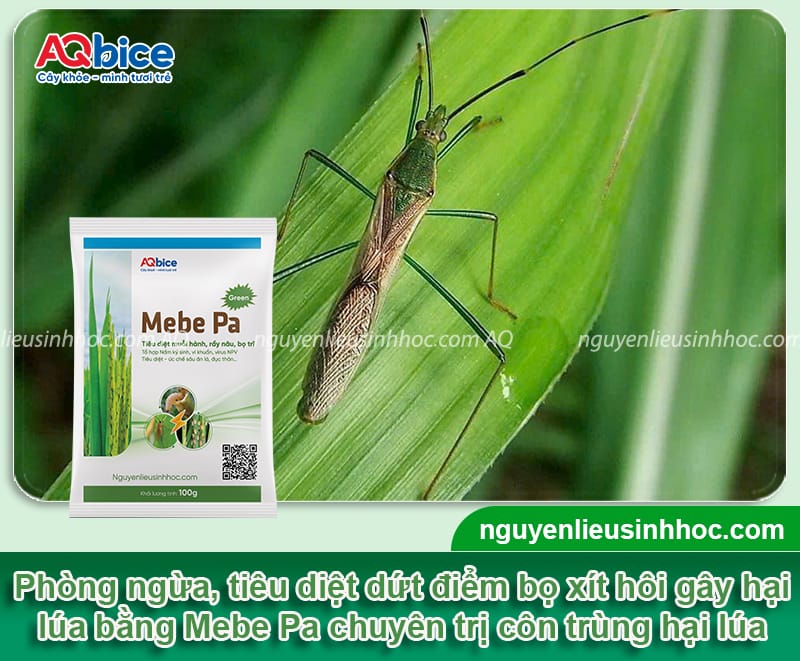 Bọ xít hôi hại lúa: Dấu hiệu ban đầu và Cách xử lý dứt điểm 5 Bọ xít hôi hại lúa: Dấu hiệu ban đầu và Cách xử lý dứt điểm
