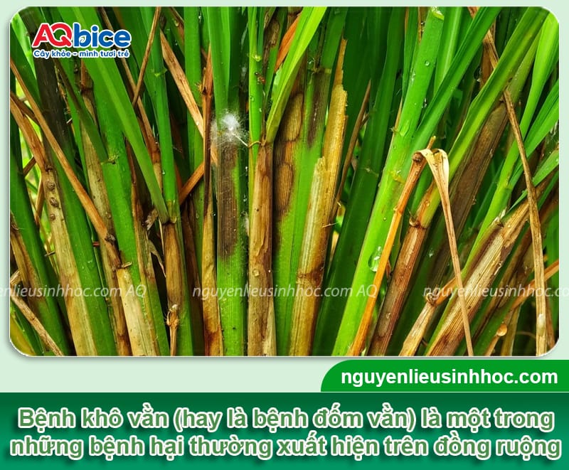 Bệnh khô vằn hại lúa có dấu hiệu gì và Cách phòng trừ 1 Bệnh khô vằn hại lúa có dấu hiệu gì và Cách phòng trừ