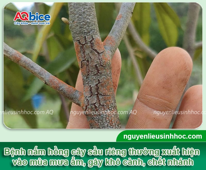 Bệnh nấm hồng cây sầu riêng và Cách phòng trừ tận gốc