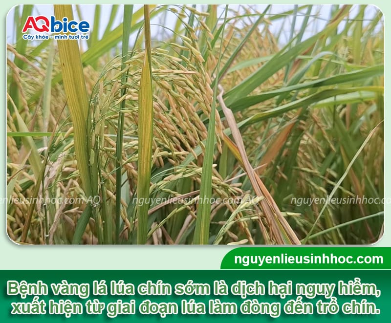 Bệnh vàng lá chín sớm cây lúa: Nguyên nhân và thuốc đặc trị 1 Bệnh vàng lá chín sớm cây lúa: Nguyên nhân và thuốc đặc trị