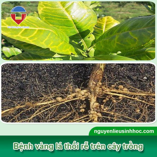 Vàng lá thối rễ cây trồng là bệnh gì? Biện pháp phòng trị
