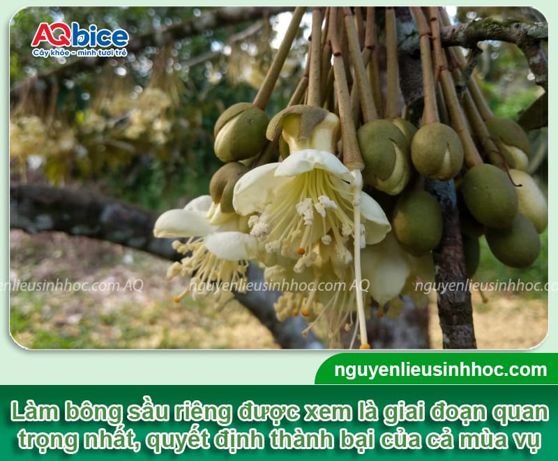 Kỹ thuật làm bông sầu riêng ra đồng loạt, trái đậu sai trĩu