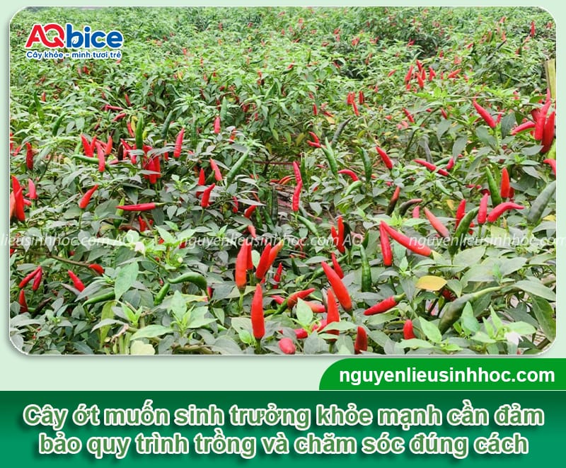 Kỹ thuật trồng ớt chi tiết giúp cây sai trái, nhanh thu hoạch