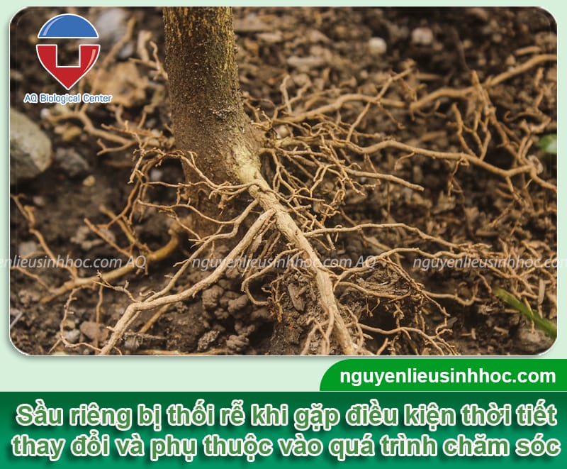 Thối rễ sầu riêng nguyên nhân do đâu và cách phòng trị