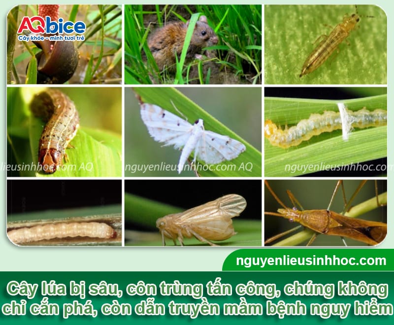 Tổng hợp các loại sâu bệnh hại lúa và Cách phòng trừ
