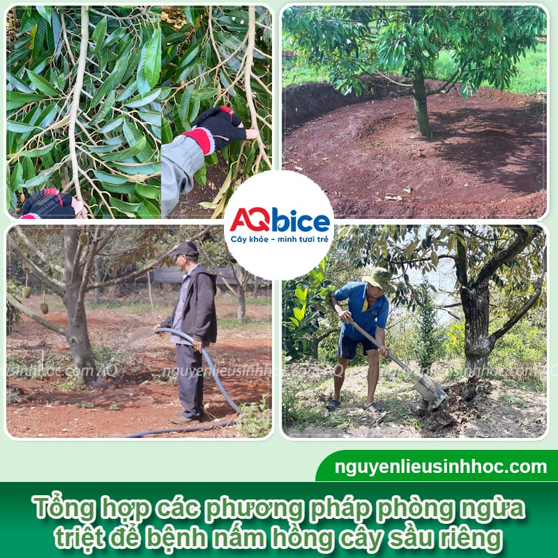 Bệnh nấm hồng cây sầu riêng và Cách phòng trừ tận gốc 3 Bệnh nấm hồng cây sầu riêng và Cách phòng trừ tận gốc