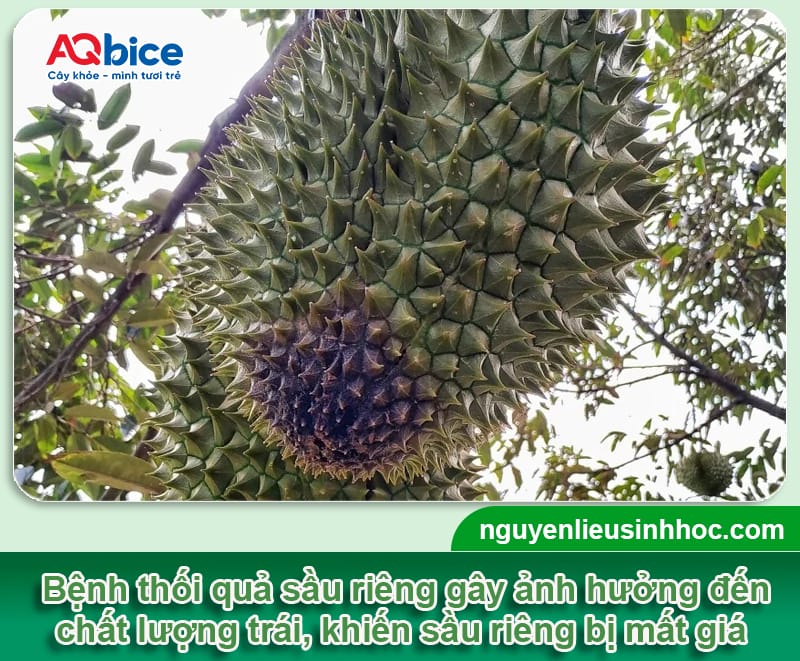 Bệnh thối trái cây sầu riêng do đâu và Cách phòng trừ