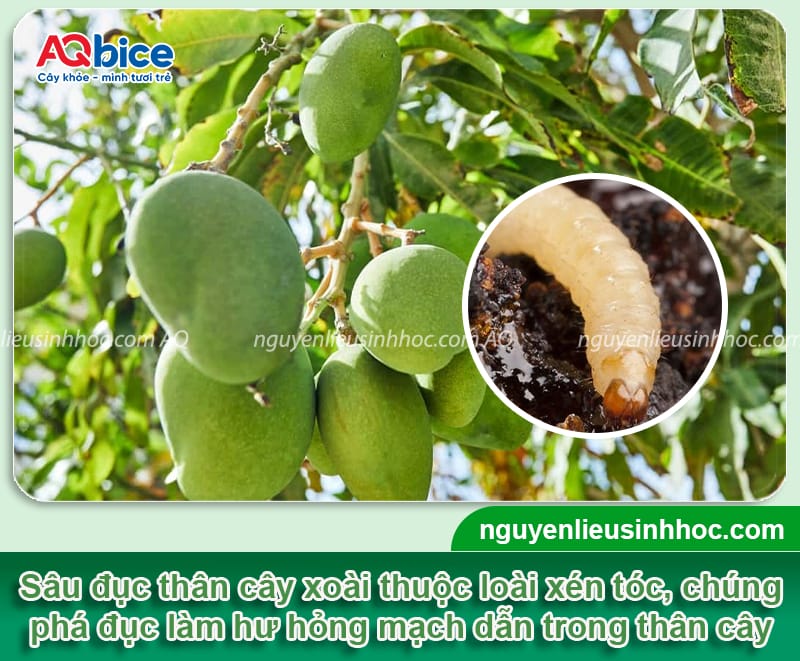 Cách trị sâu đục thân trên cây xoài dứt điểm, tiết kiệm