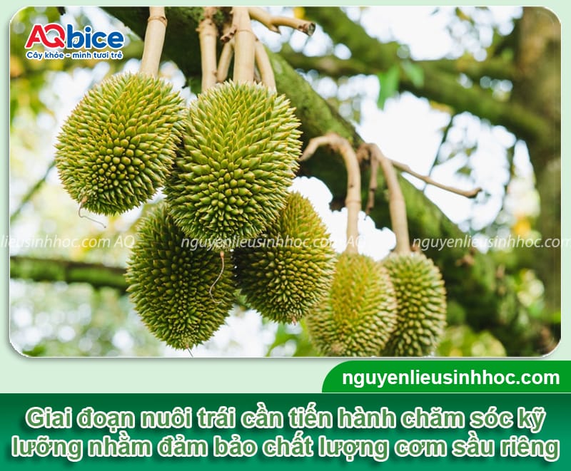 Chăm sóc sầu riêng giai đoạn nuôi trái giúp vụ mùa bội thu 1 Chăm sóc sầu riêng giai đoạn nuôi trái giúp vụ mùa bội thu