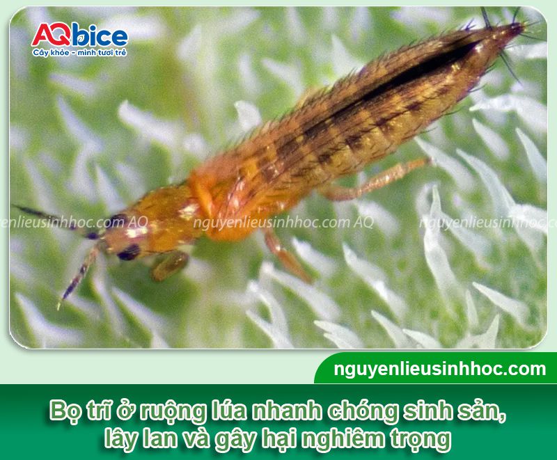 Bọ trĩ hại lúa và Biện pháp phòng trừ dứt điểm, tiết kiệm