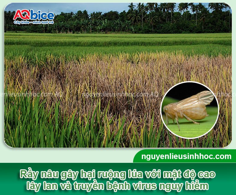 Đặc điểm rầy nâu hại lúa và Cách xử lý triệt để