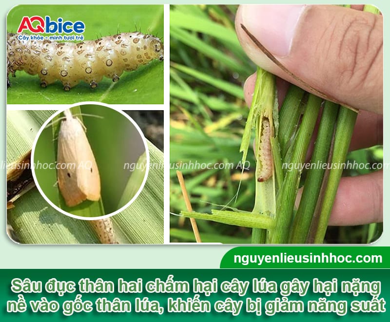 Sâu đục thân hai chấm hại lúa: Đặc điểm và Cách phòng trừ