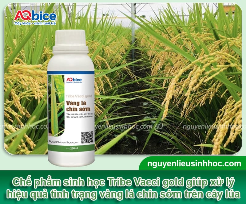 Bệnh vàng lá chín sớm cây lúa: Nguyên nhân và thuốc đặc trị 4 Bệnh vàng lá chín sớm cây lúa: Nguyên nhân và thuốc đặc trị